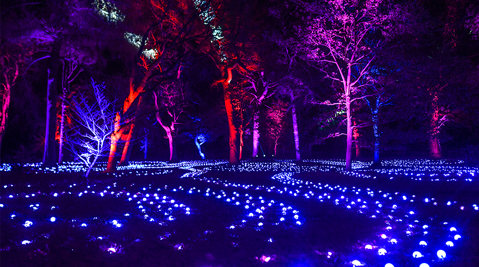 Lights are seen laid out on the grass while trees are lit up at the Royal Botanic Gardens Edinburgh